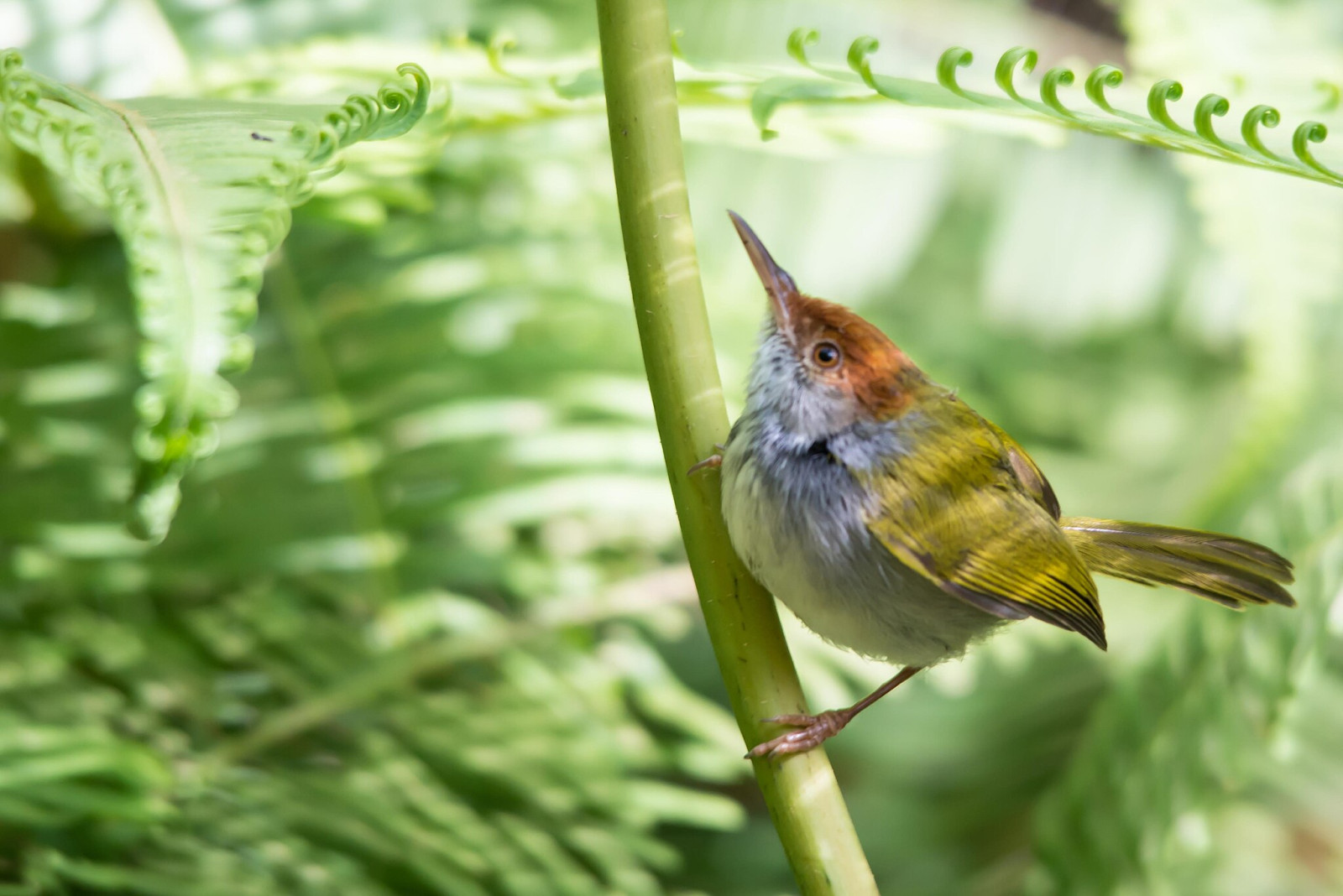 image Dark-necked Tailorbird
